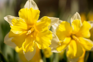 Close-up of Yellow Narcissus Flowers, Springtime, Garden, Finland Close-up of Yellow Narcissus Flowers, Springtime, Garden, Finland